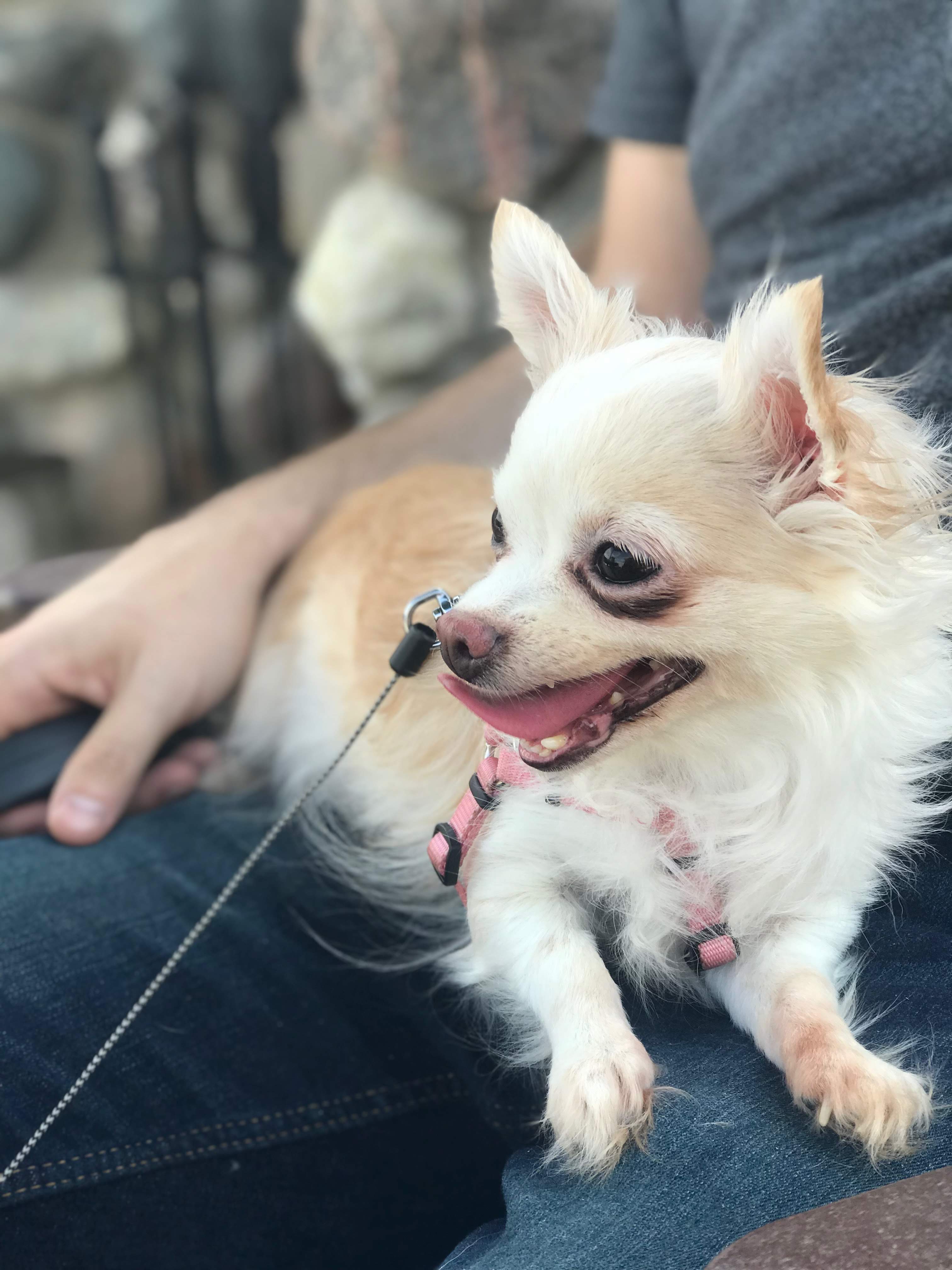 webFEAT Complete Dog