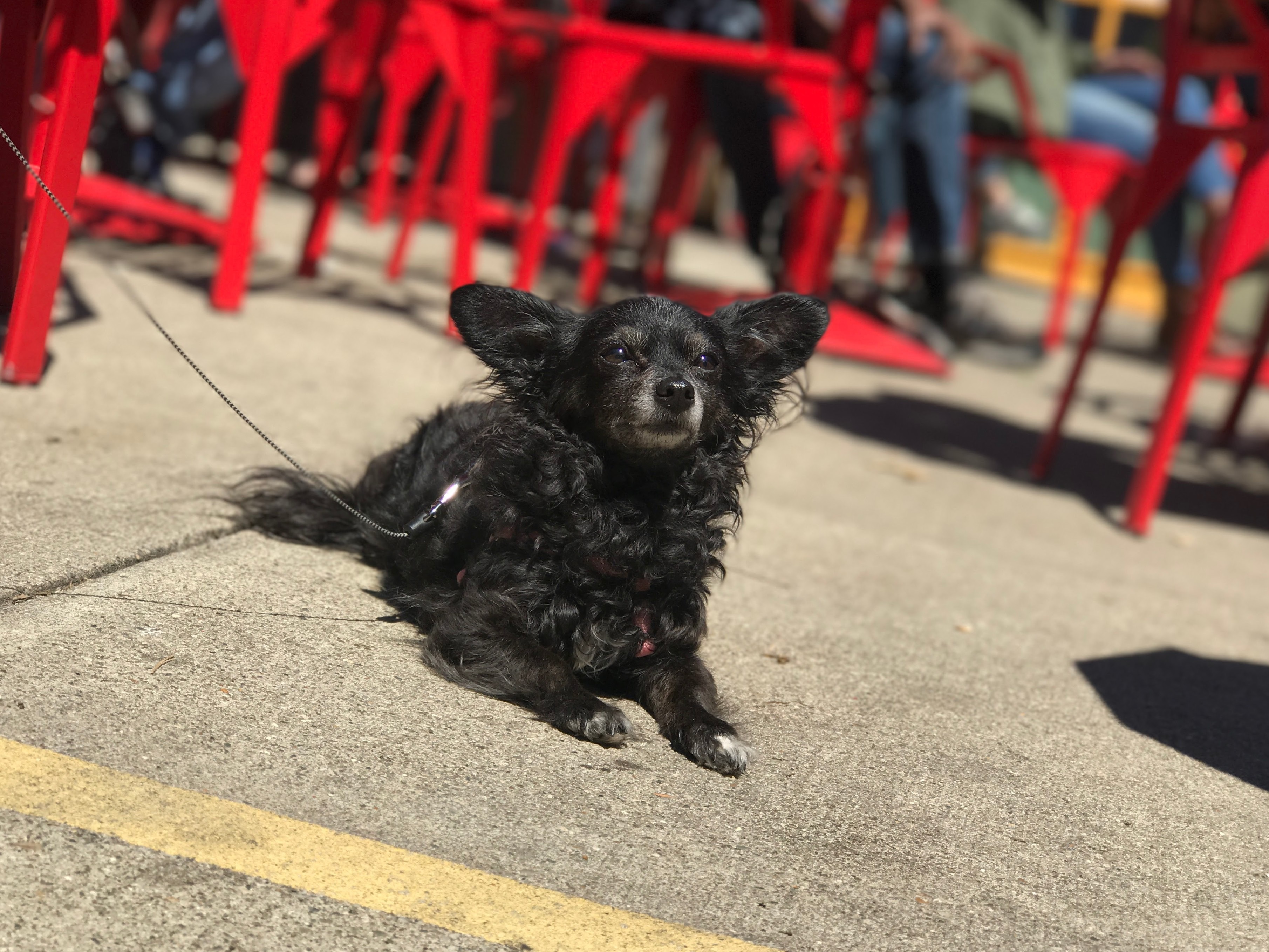 webFEAT Complete Dog