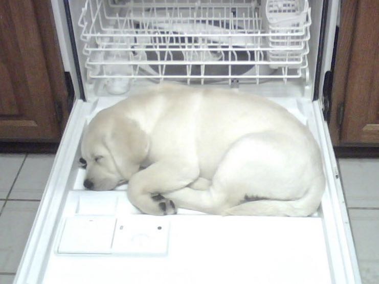 Puppy in Dishwasher