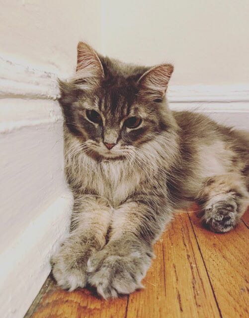 webFEAT Complete Cat-Bella