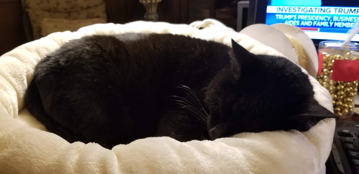 Cat-Sherwin