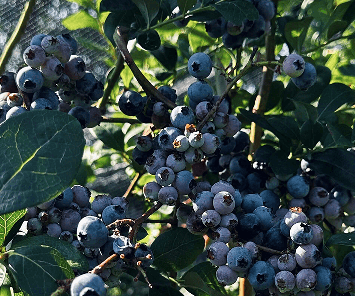 Blueberry